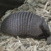 Big hairy armadillo young